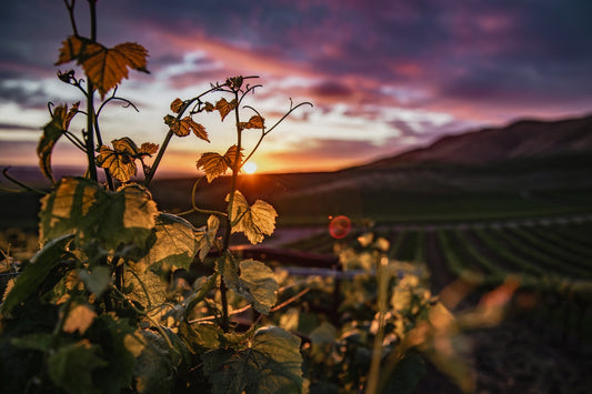 Yarra Valley | Purvis Cellars