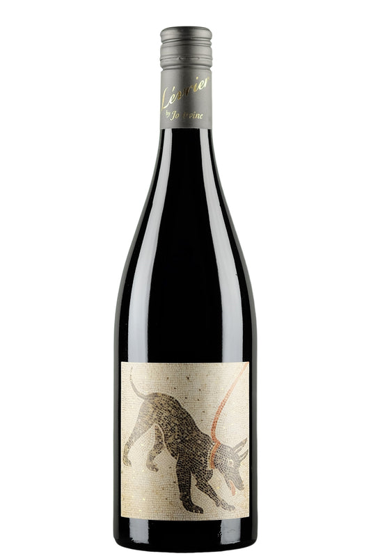 Levrier Argos Shiraz